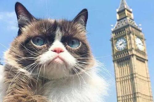 网红 猫,猫咪界的明星风采