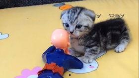 丁香折耳矮脚网红猫,丁香折耳矮脚猫的萌态魅力