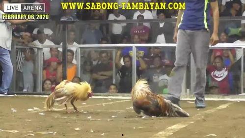 斗鸡在线观看,激战正酣，一决高下！