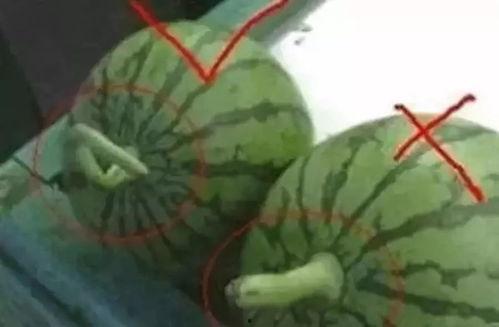 教别人吃瓜,解锁夏日清凉新姿势