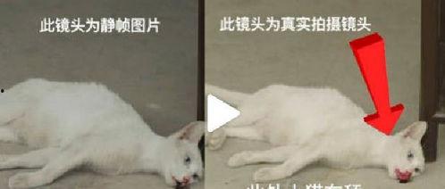 虐猫黑料吃瓜,吃瓜群众围观人性深渊