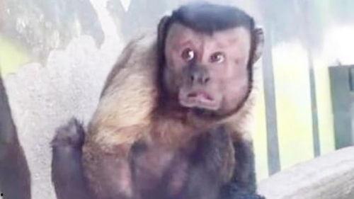 明星 猴,揭秘猴子的明星之路