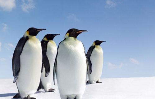 企鹅加群看黑料有用吗是真的吗,看黑料真的有用吗？真相揭晓