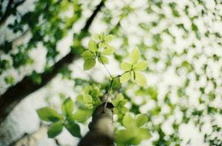 江南黄雀头条号,探寻江南文化魅力，品味生活点滴