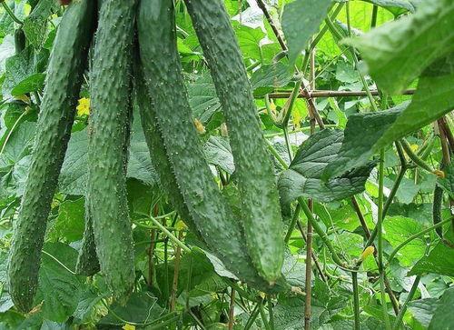 梨瓜可以做什么吃,创意料理新尝试